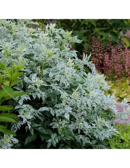 Sambucus nigra Bez czarny Pulverulenta