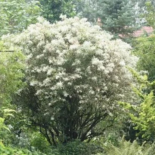 Bez czarny Pulverulenta Sambucus nigra