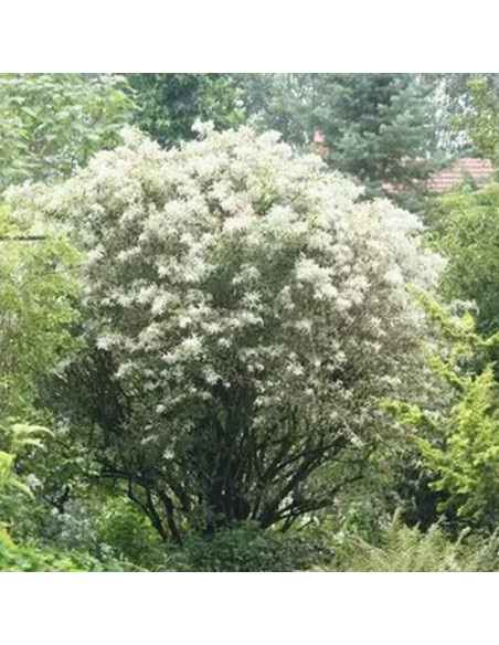 Bez czarny Pulverulenta Sambucus nigra