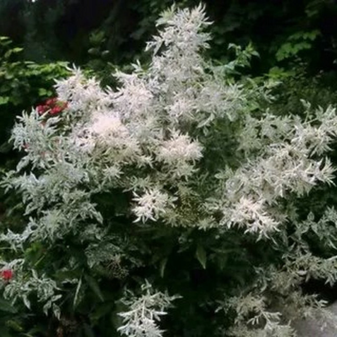 Bez czarny Pulverulenta Sambucus nigra