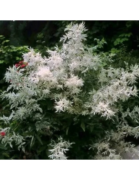 Bez czarny Pulverulenta Sambucus nigra