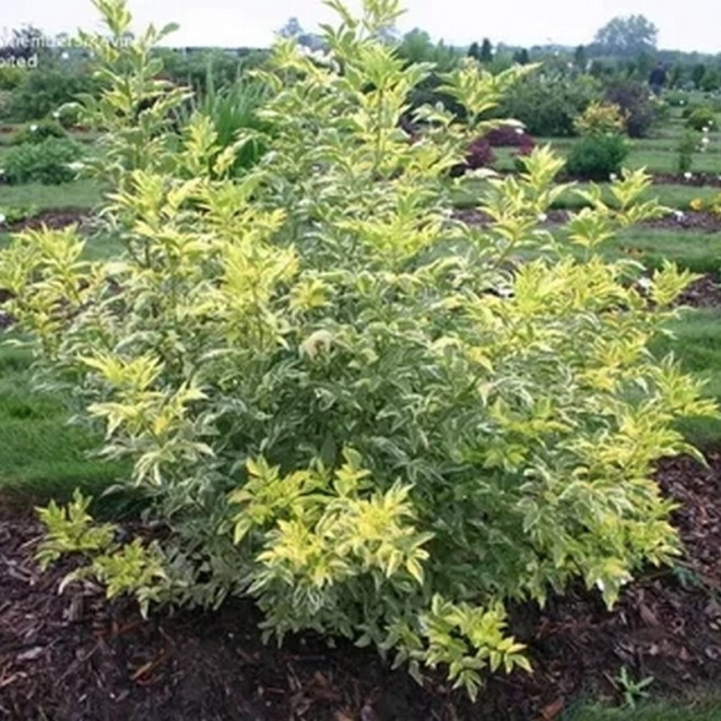 Sambucus nigra Bez czarny Madonna