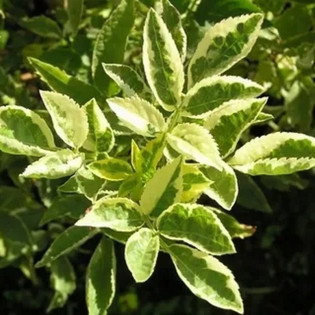 Sambucus nigra Bez czarny Madonna 2
