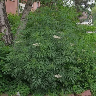 Sambucus nigra Bez czarny Laciniata