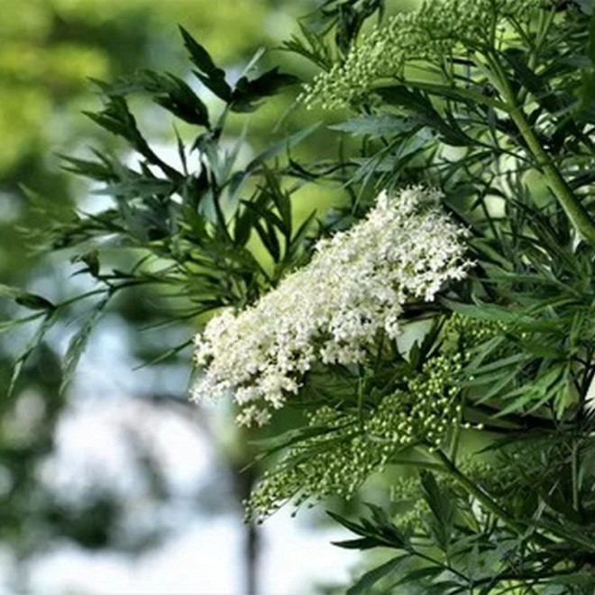 Bez czarny Laciniata Sambucus nigra Bez czarny Laciniata Sambucus nigra