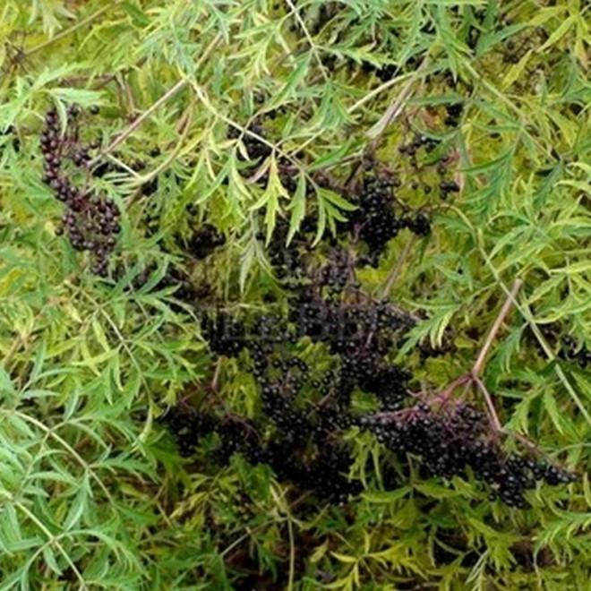 Bez czarny Laciniata Sambucus nigra Bez czarny Laciniata Sambucus nigra