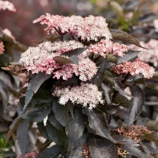 Sambucus nigra Bez czarny Black Tower kolumnowy