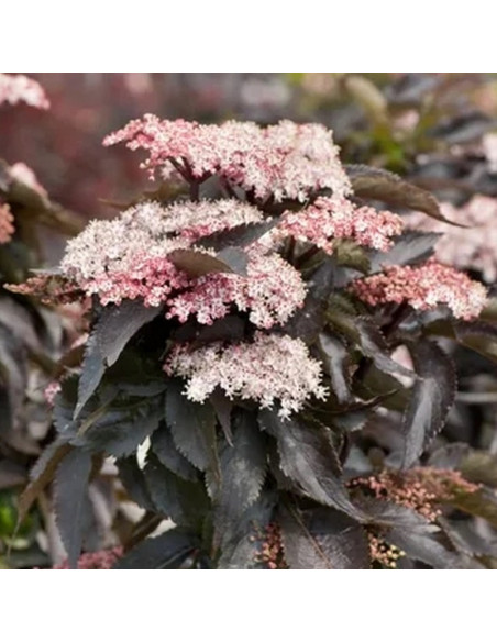 Sambucus nigra Bez czarny Black Tower kolumnowy