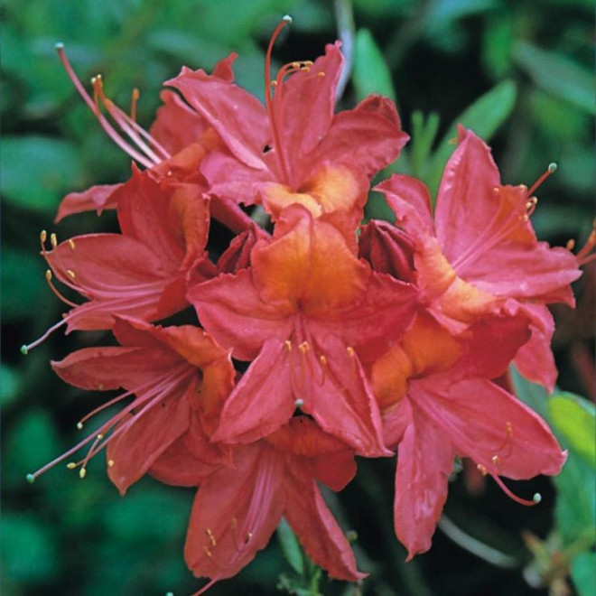 Azalia wielkokwiatowa Tunis Rhododendron