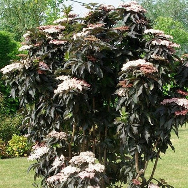 Bez czarny Black Tower kolumnowy Sambucus nigra