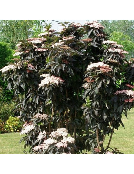 Bez czarny Black Tower kolumnowy Sambucus nigra