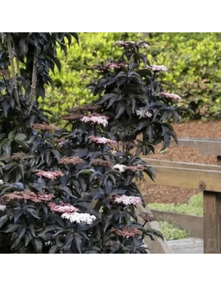 Bez czarny Black Tower kolumnowy Sambucus nigra