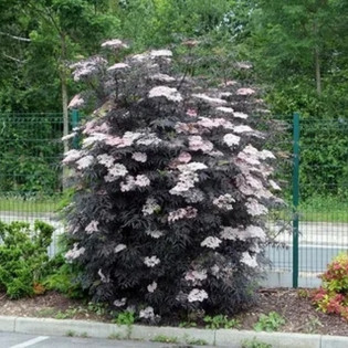 Bez czarny Black Lace Sambucus nigra