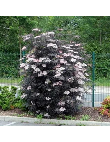 Bez czarny Black Lace Sambucus nigra