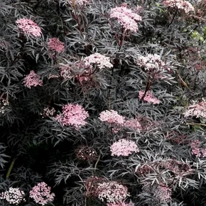 Sambucus nigra Bez czarny Black Lace