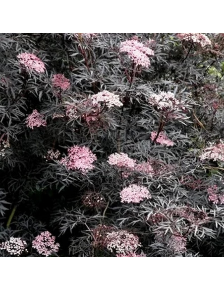 Sambucus nigra Bez czarny Black Lace