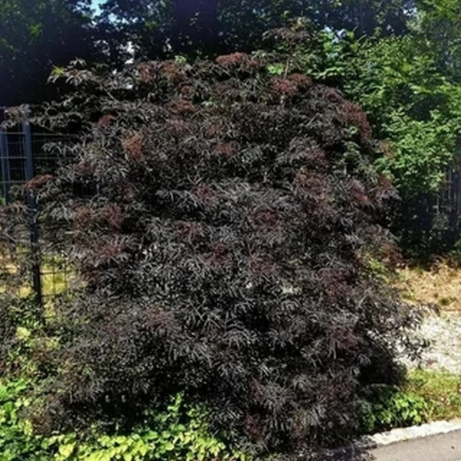 Bez czarny Black Lace Sambucus nigra
