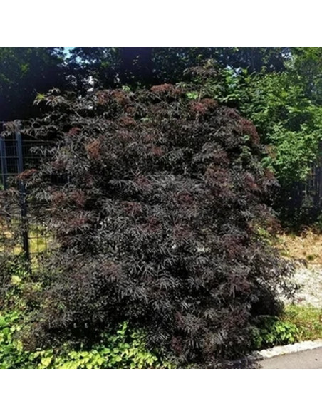 Bez czarny Black Lace Sambucus nigra