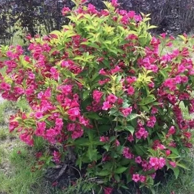 Weigela Krzewuszka Cudowna Bristol Ruby