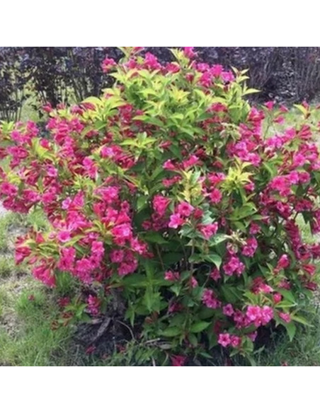 Weigela Krzewuszka Cudowna Bristol Ruby