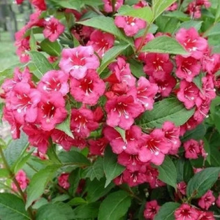 Weigela Krzewuszka Cudowna Bristol Ruby 2