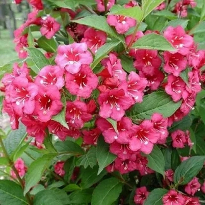 Krzewuszka Cudowna Bristol Ruby Weigela