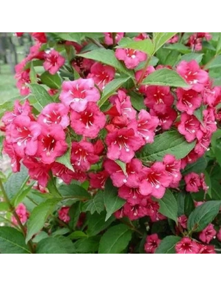 Krzewuszka Cudowna Bristol Ruby Weigela