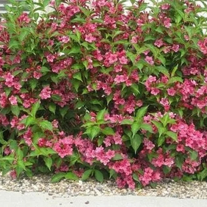 Krzewuszka Cudowna Bristol Ruby Weigela