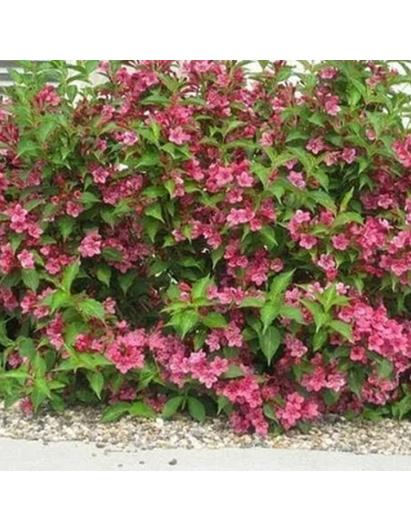Krzewuszka Cudowna Bristol Ruby Weigela