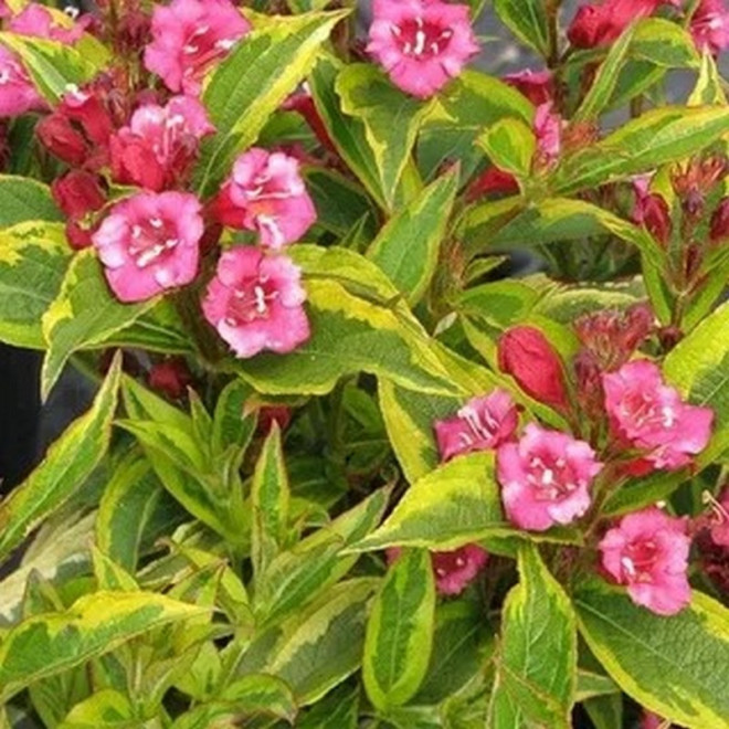 Weigela florida Krzewuszka cudowna Brigela PBR