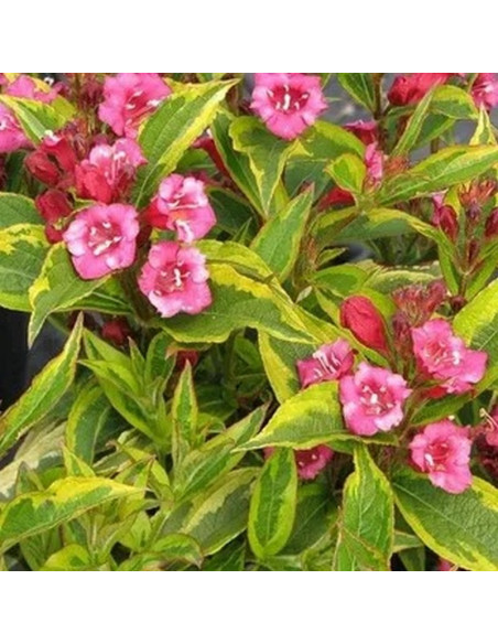 Weigela florida Krzewuszka cudowna Brigela PBR