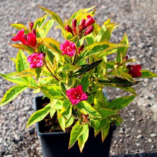 Weigela florida Krzewuszka cudowna Brigela PBR 2