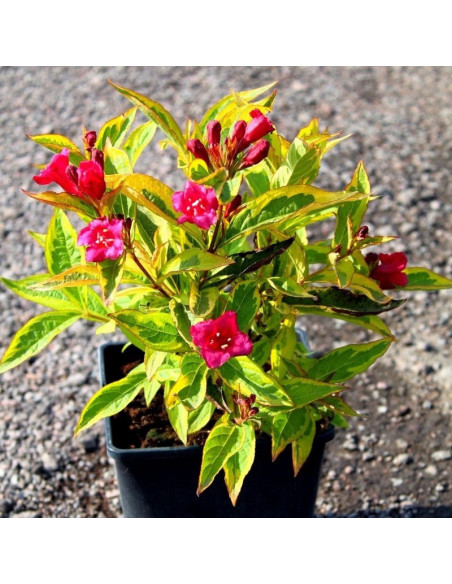 Krzewuszka cudowna Brigela PBR Weigela florida - Szkółka Florela