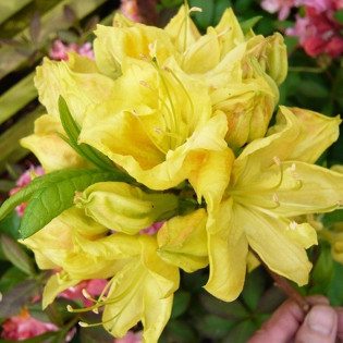 Azalia wielkokwiatowa Umpqua Queen Rhododendron