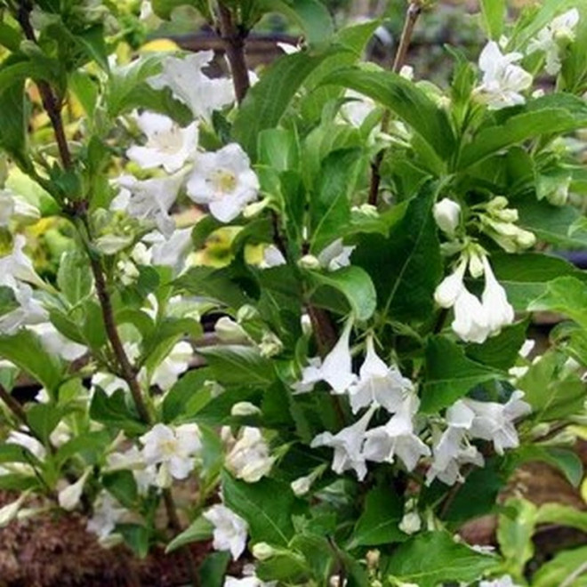 Krzewuszka Candida Weigela