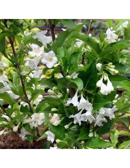 Krzewuszka Candida Weigela