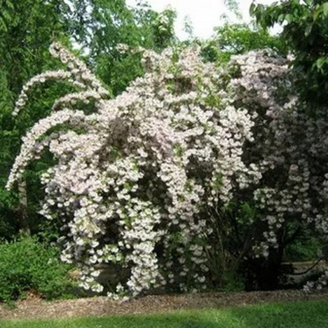 Weigela Krzewuszka Candida