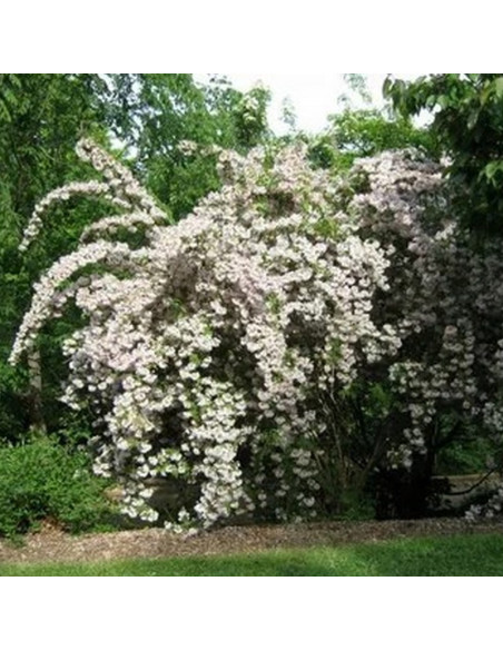Weigela Krzewuszka Candida