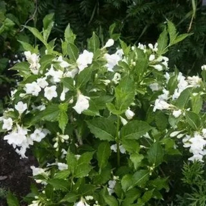 Weigela Krzewuszka Bristol Snowflake