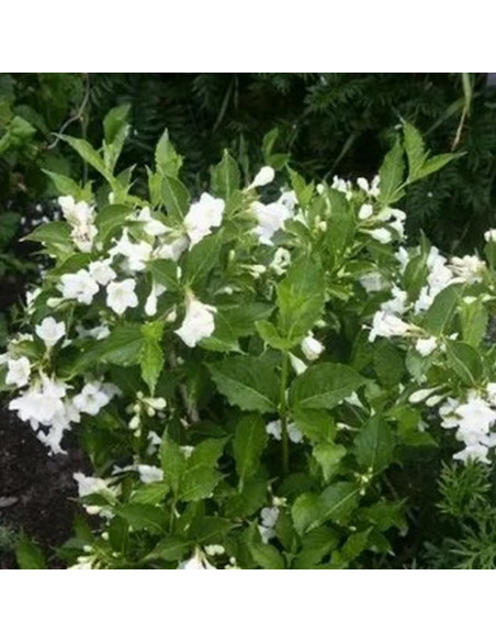 Weigela Krzewuszka Bristol Snowflake