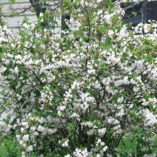 Weigela Krzewuszka Bristol Snowflake 2