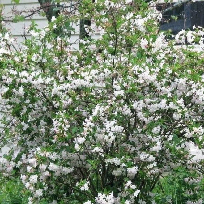 Krzewuszka Bristol Snowflake Weigela