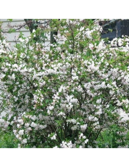 Krzewuszka Bristol Snowflake Weigela