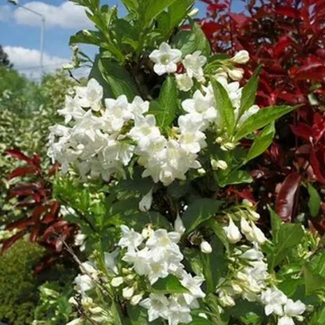 Krzewuszka Bristol Snowflake Weigela