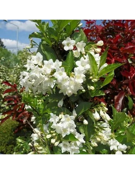 Krzewuszka Bristol Snowflake Weigela