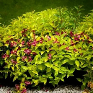 Krzewuszka Briant Rubidor 'Olympiade' Weigela 2