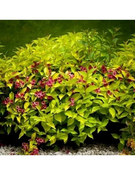 Weigela Krzewuszka Briant Rubidor 'Olympiade'