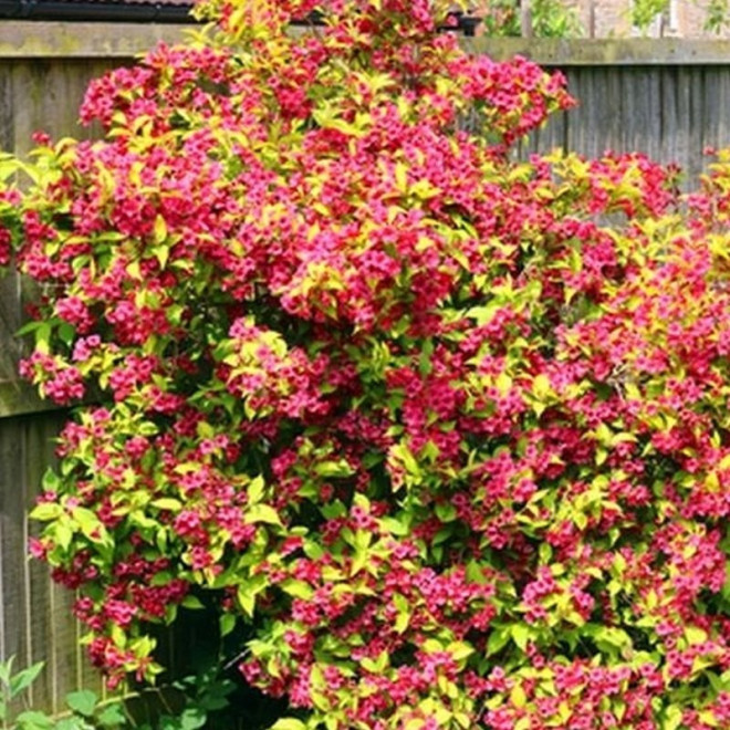 Krzewuszka Briant Rubidor 'Olympiade' Weigela Krzewuszka Briant Rubidor 'Olympiade' Weigela