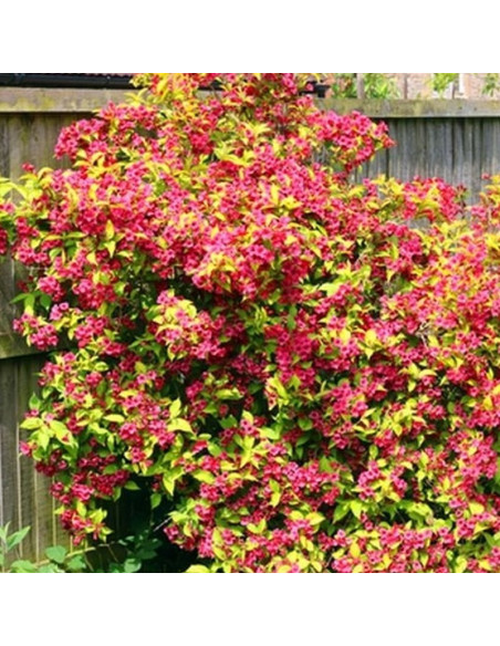 Krzewuszka Briant Rubidor 'Olympiade' Weigela