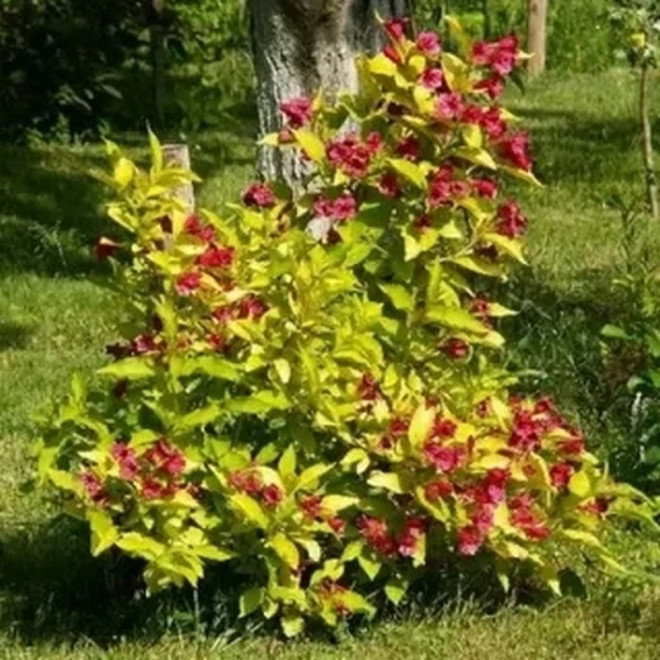 Krzewuszka Briant Rubidor 'Olympiade' Weigela